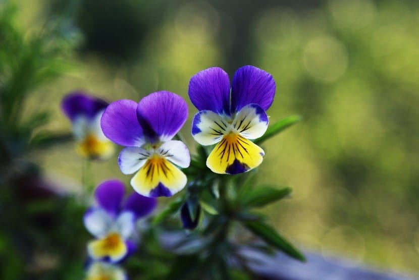Pensamientos en flor, Viola x wittrockiana