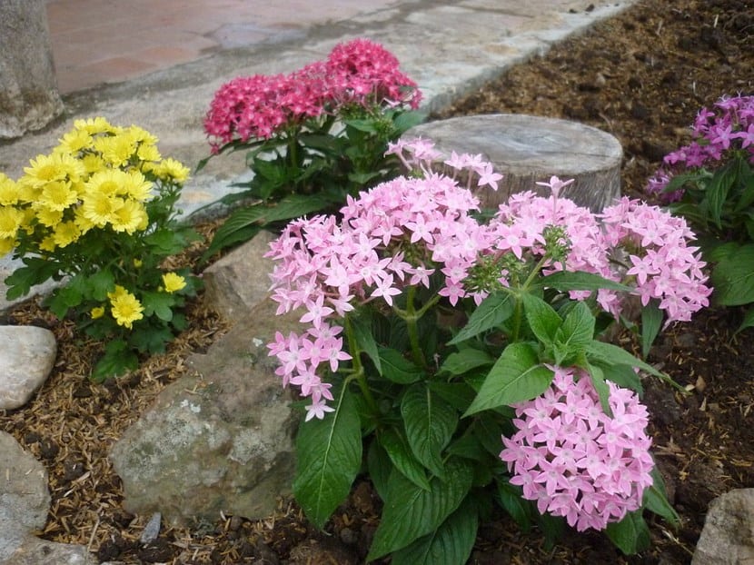Penta (Pentas lanceolata): cuidados y floración continua