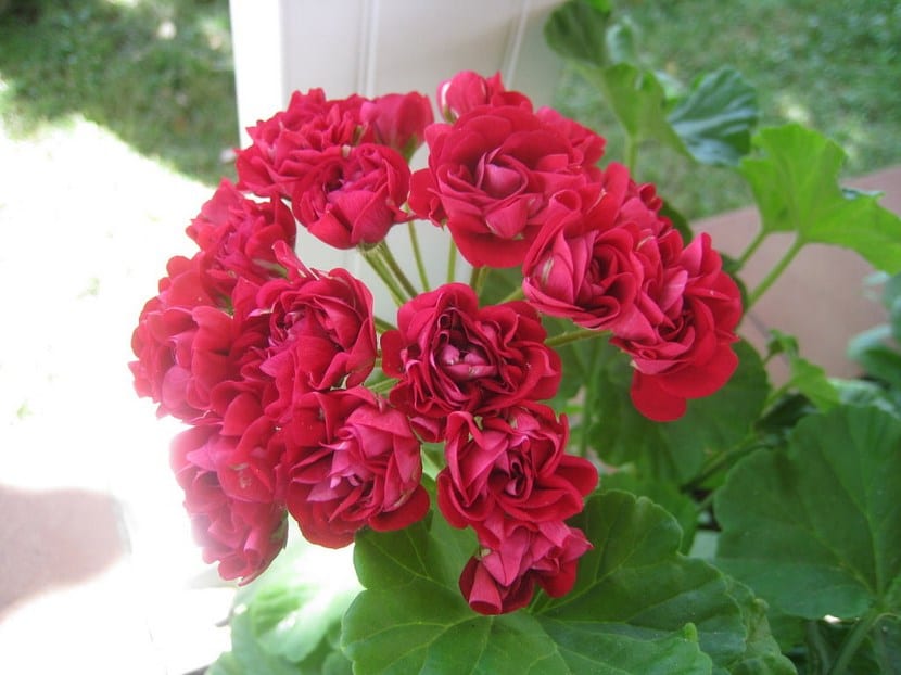 Umbelas de flores estrelladas de Pentas lanceolata
