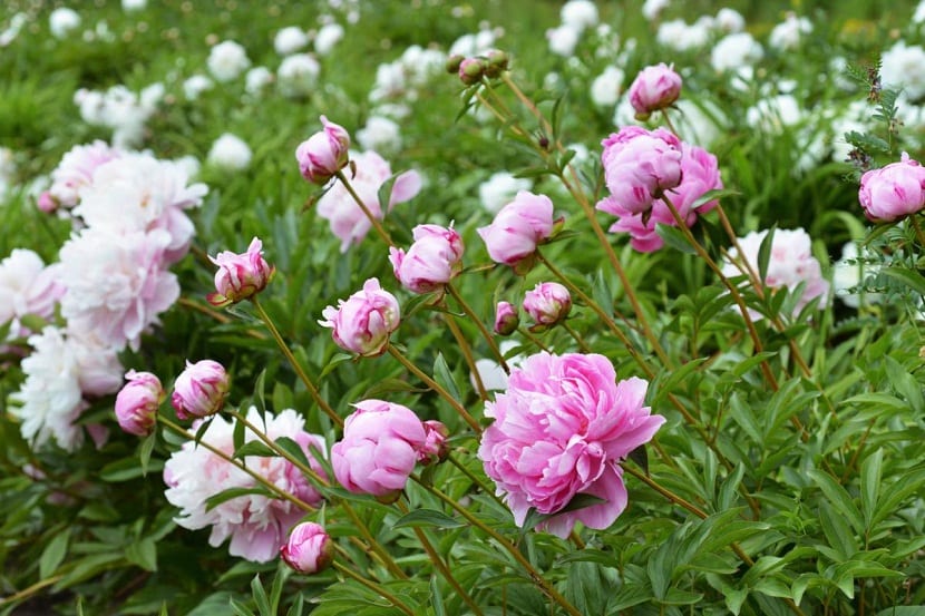 Peonías rosas: por qué florecen (o no) en tu jardín