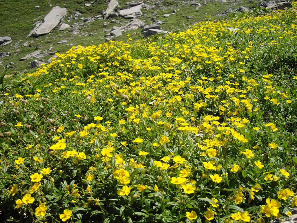 Flores amarillas de Helianthemum nummularium