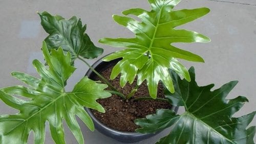 Philodendron xanadu en maceta mostrando sus hojas grandes y lobuladas