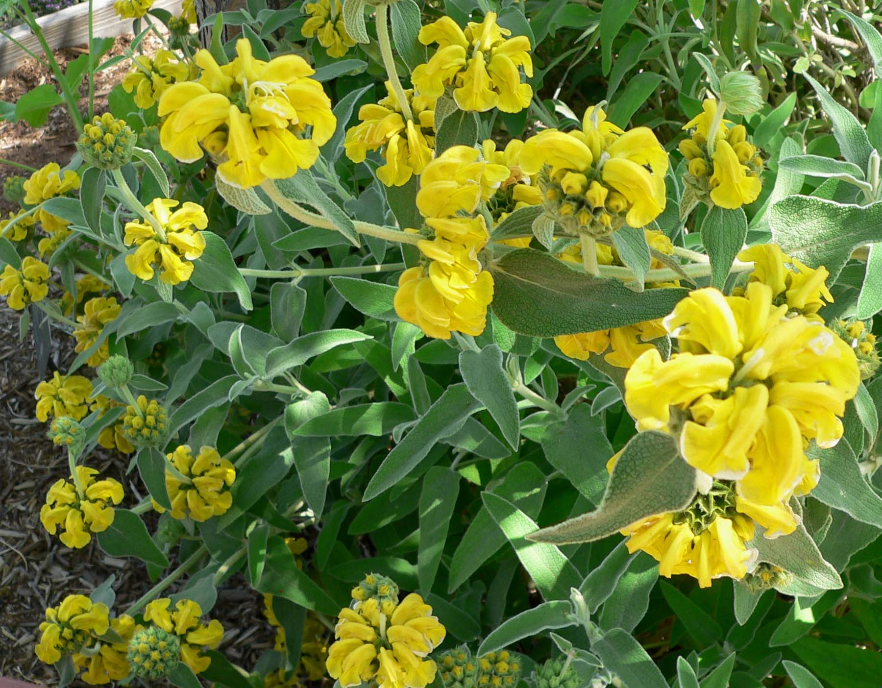 Mata de Phlomis fruticosa en flor