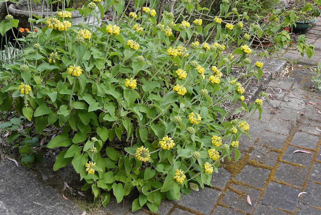 Verticilos de flores amarillas de la salvia de Jerusalén