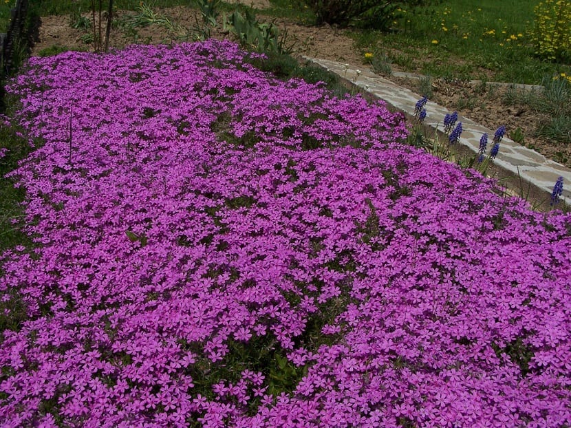 Manto o alfombra de flores de Phlox subulata con colores vivos