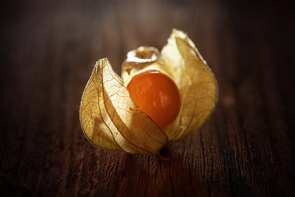Physalis peruviana: uchuva, ciclo y producción real