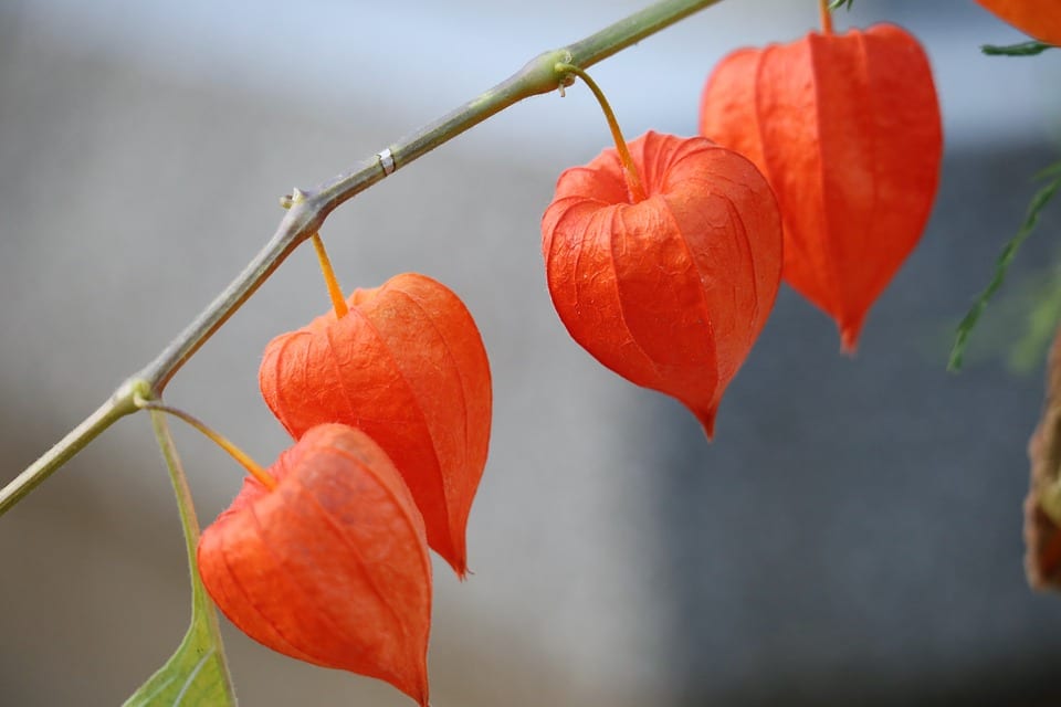 Frutos dorados de Physalis peruviana con su cáliz