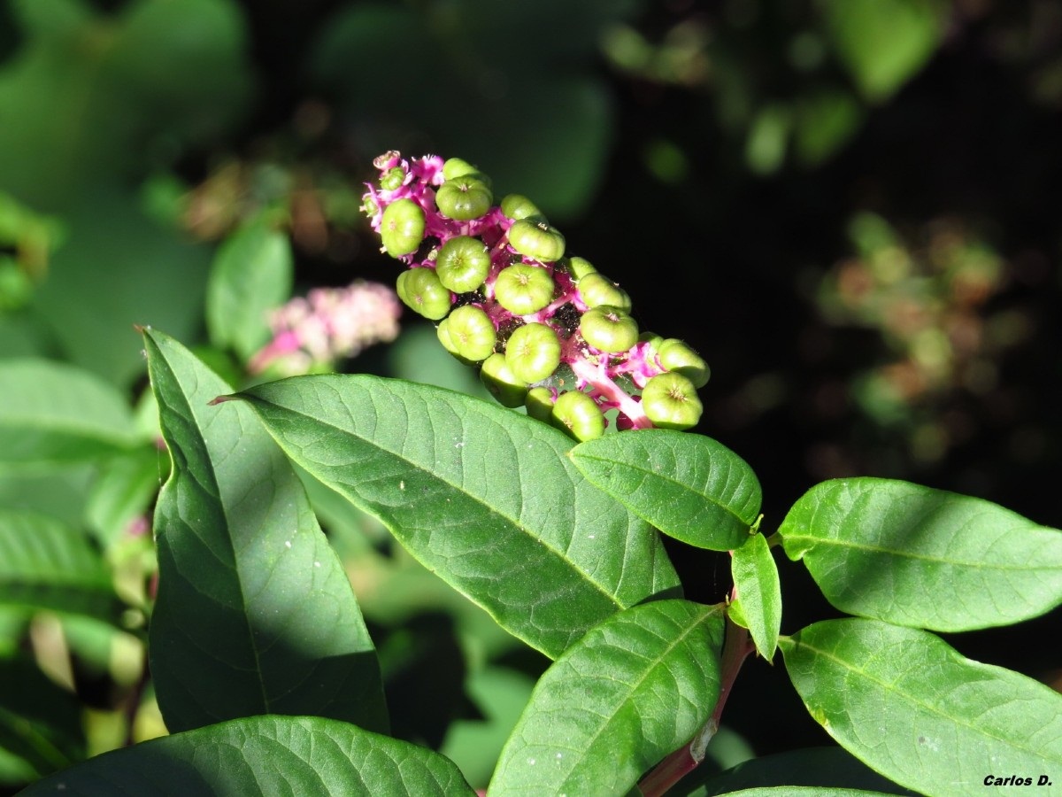 Racimo de frutos verdes de Phytolacca americana antes de madurar