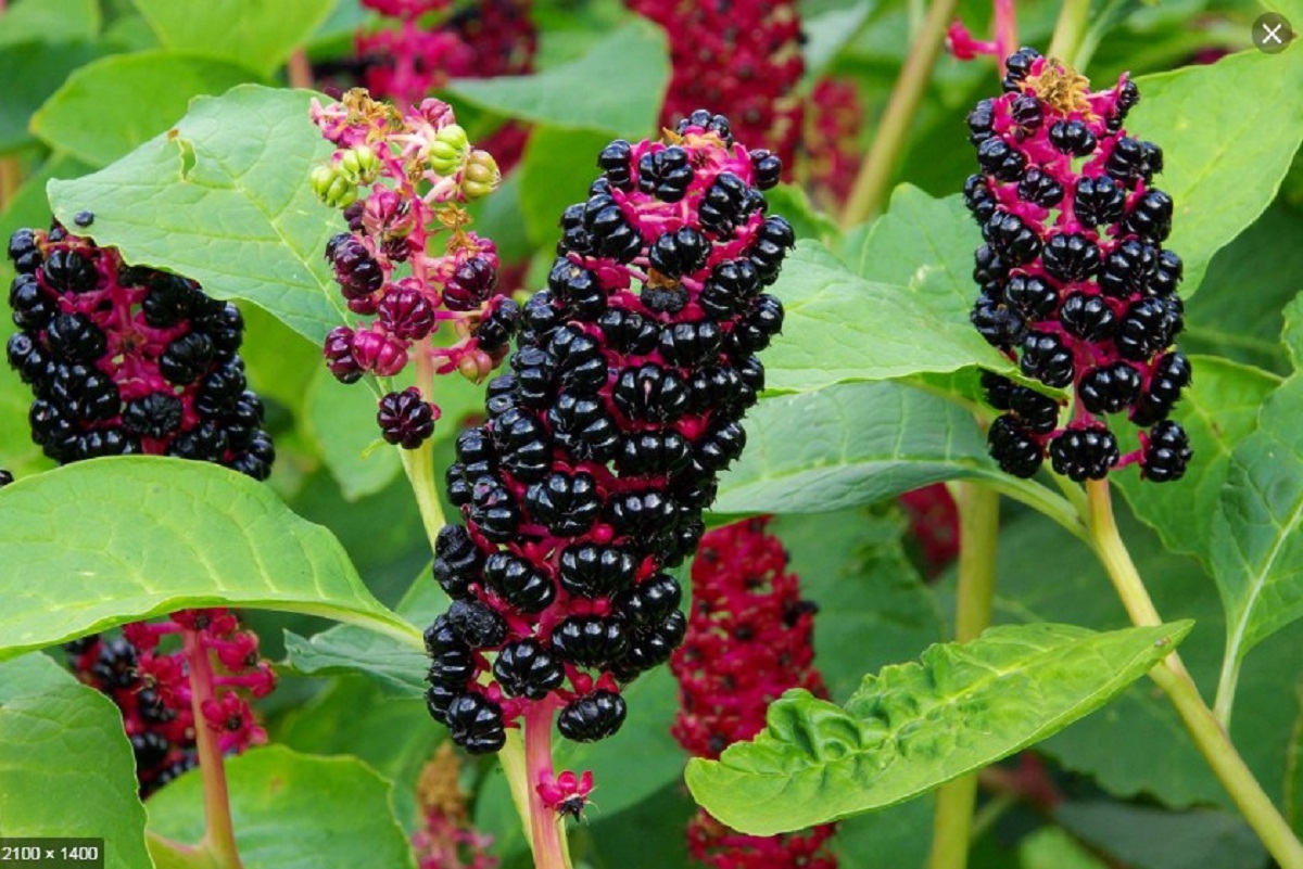 Phytolacca decandra: el sinónimo de P. americana
