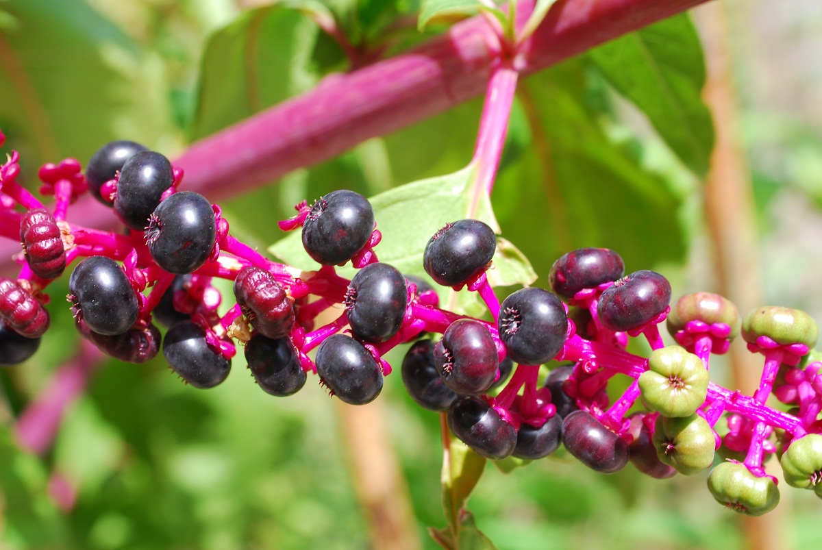 Racimo de frutos negros maduros de Phytolacca