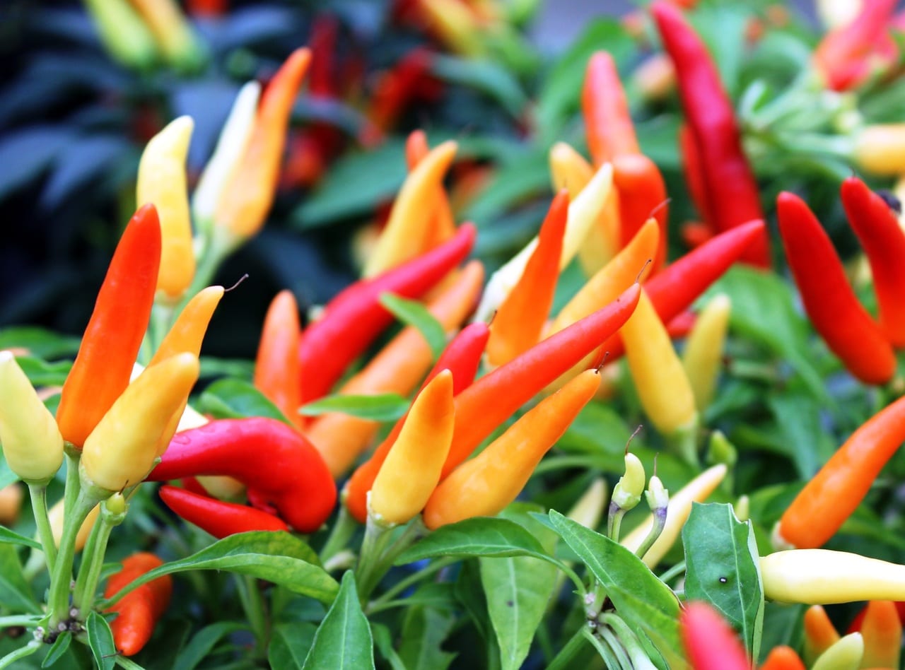 Pimiento ornamental: cuidados y por qué no se come