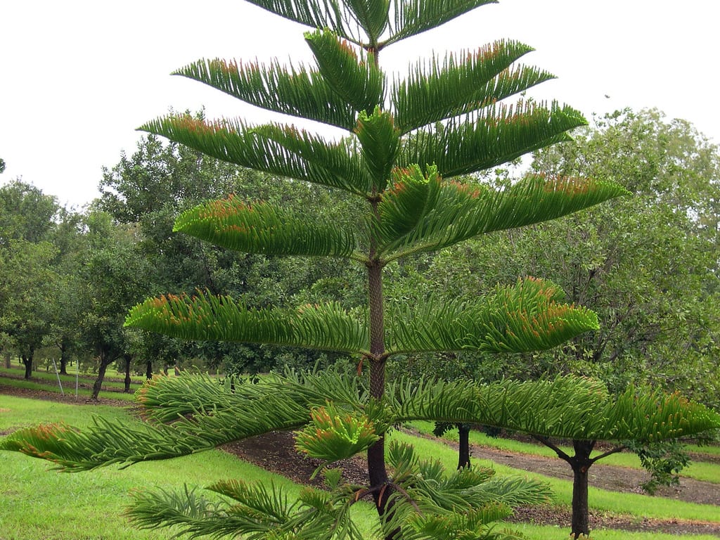 Pino de Norfolk (Araucaria heterophylla): cuidados