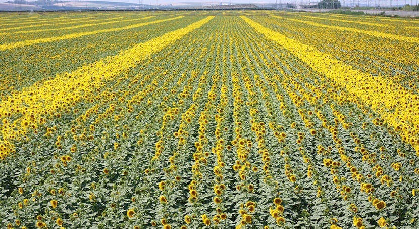 Campo de girasoles en flor