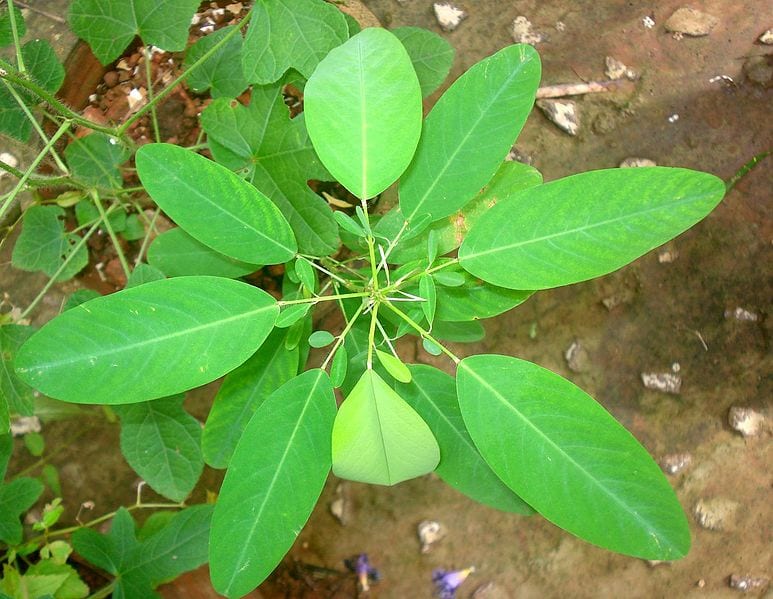 Hojas de Codariocalyx motorius, la planta bailarina