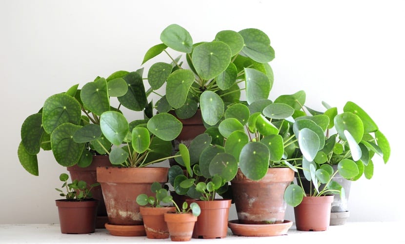 Pilea peperomioides: cuidados de la planta del dinero china