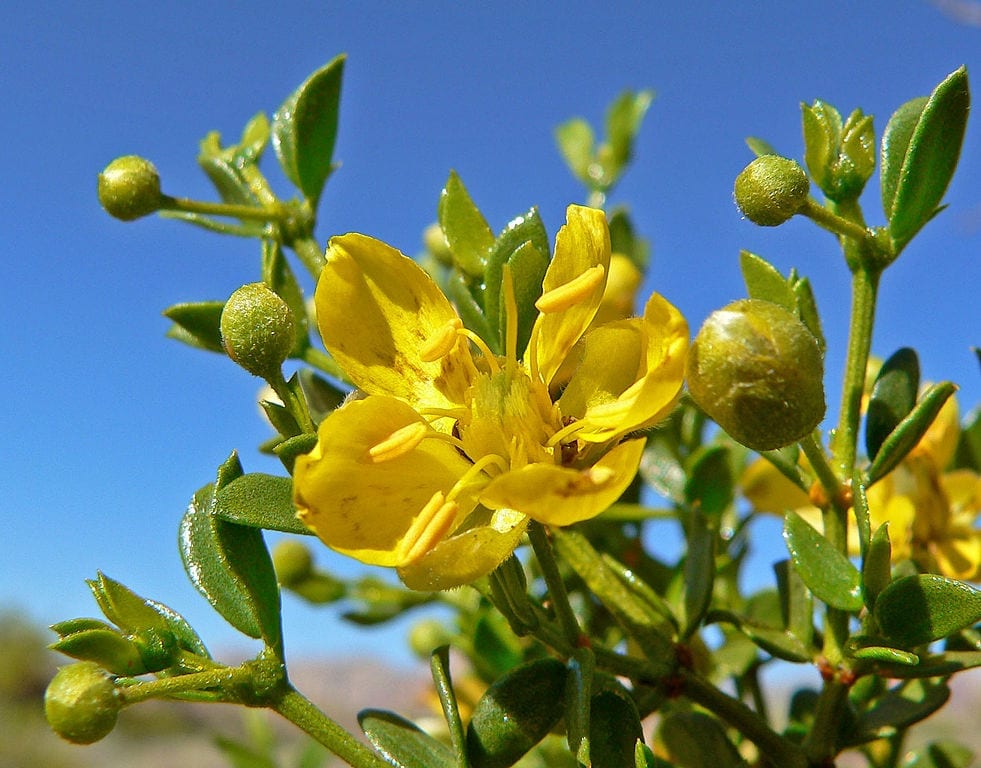 Gobernadora (Larrea tridentata): resina, clones y riesgo