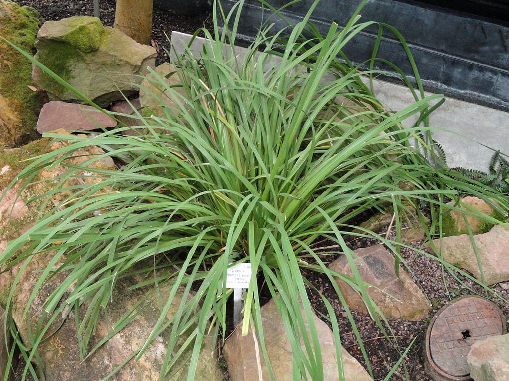 Mata de Libertia formosa con sus flores blancas