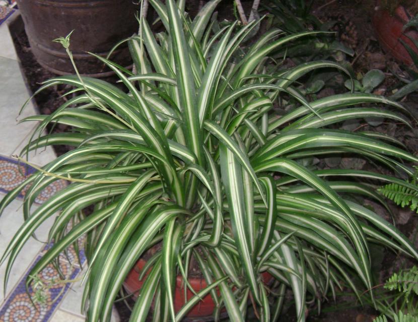Planta mala madre (Chlorophytum comosum): cuidados