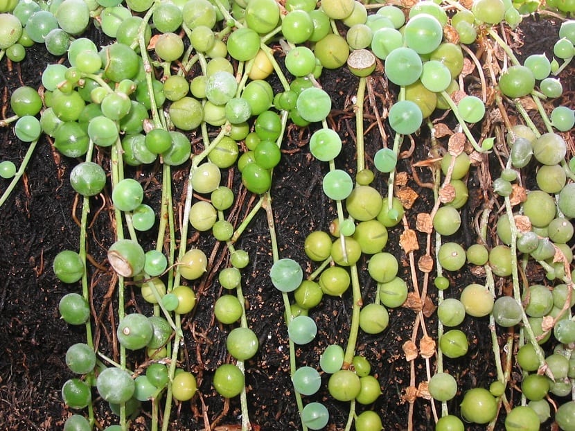 Detalle de la planta colgante de nombre Senecio rowleyanus