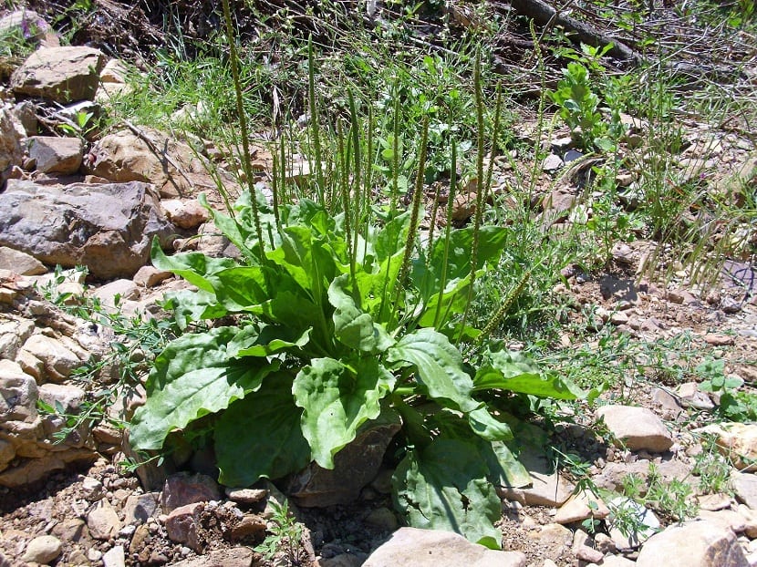 Roseta de hojas de Plantago major con sus nervios paralelos