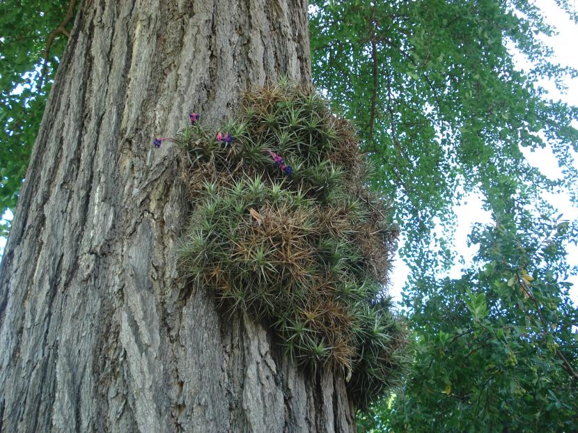 Tillandsia aeranthos creciendo sobre una rama en su hábitat