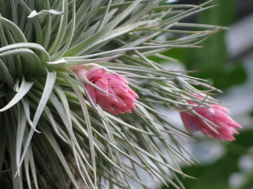 Plantas aéreas: cómo viven sin tierra y cómo cuidarlas