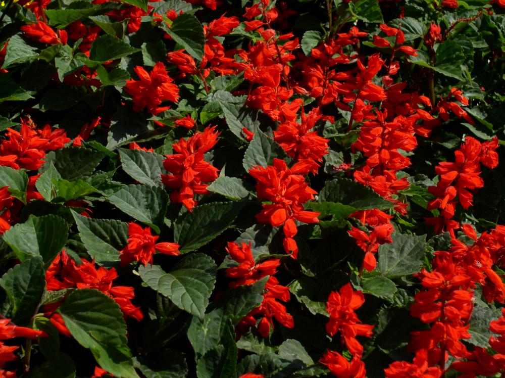 Plantas aromáticas para el hogar: luz, riego y corte