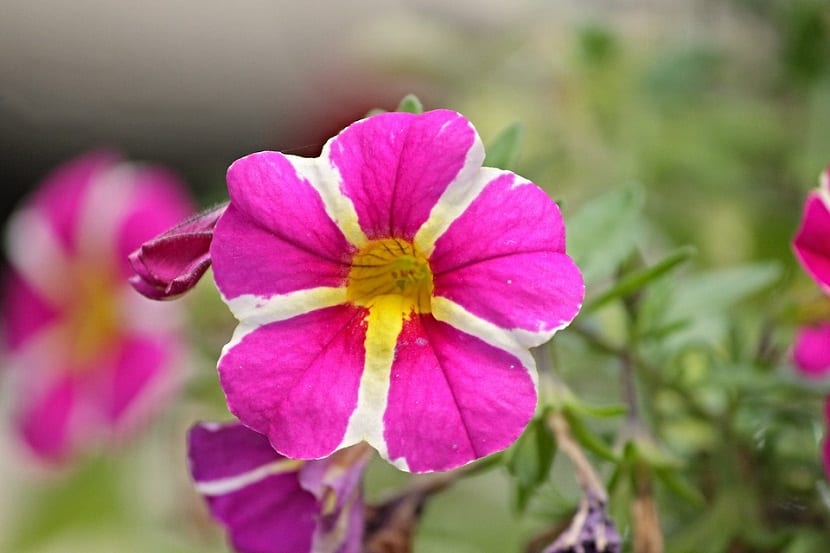Petunia colgante en flor, una anual de tallo blando
