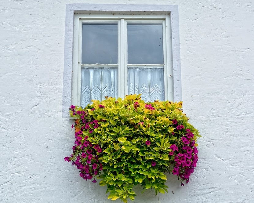 Macetas con plantas colgantes junto a una ventana