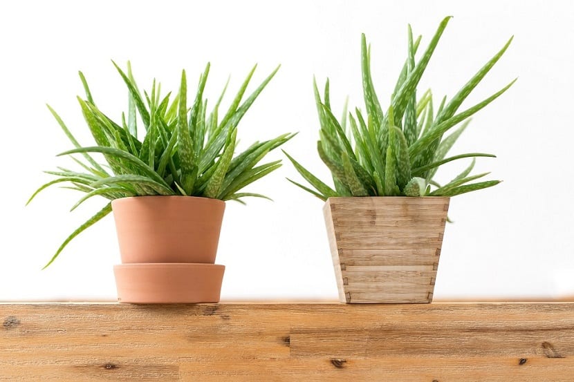Planta de aloe vera
