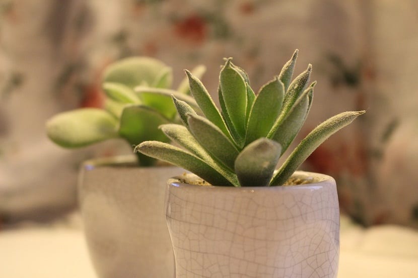 Qué plantas poner en la oficina según la luz que tengas