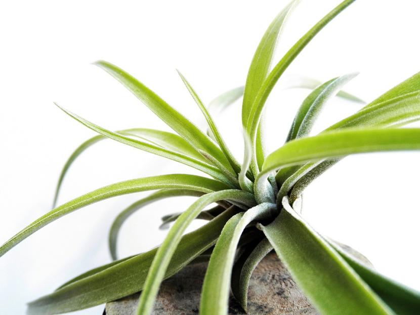 Plantas que dan mala suerte: el origen real de la creencia