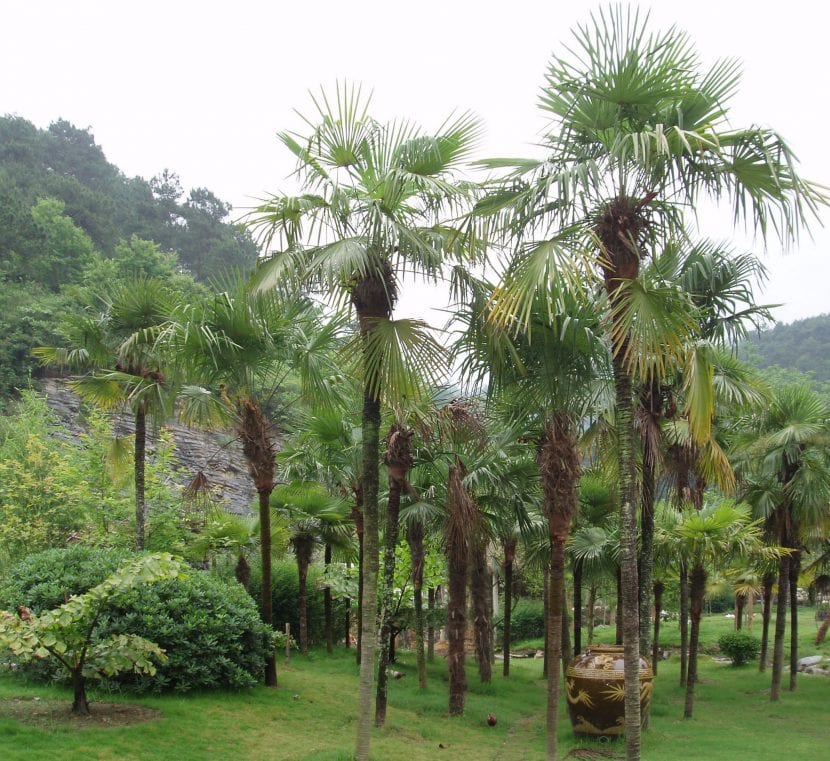 Trachycarpus fortunei, palmera excelsa resistente al frío