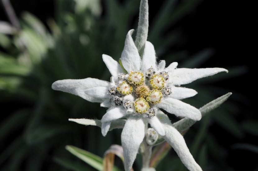Leontopodium alpinum, edelweiss, en roca caliza de alta montaña