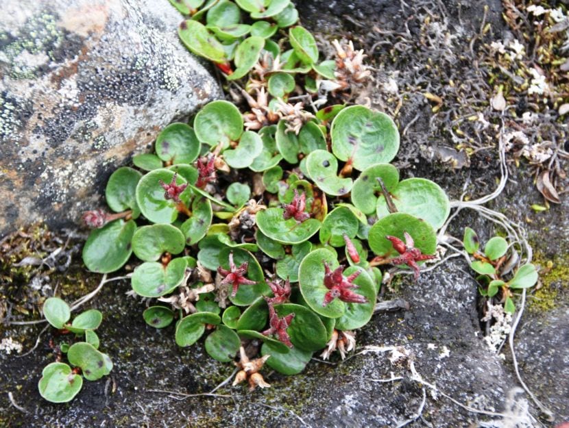 Salix polaris, sauce polar rastrero sobre suelo ártico
