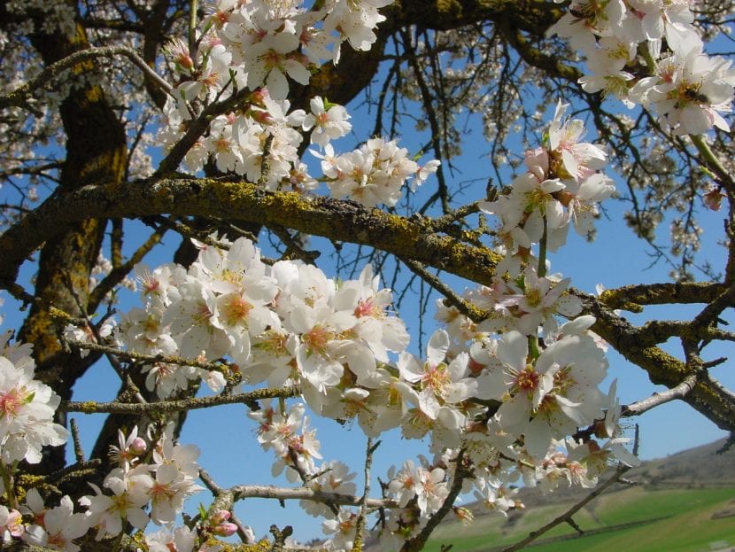 Almendro en flor a finales de invierno sobre ramas sin hojas