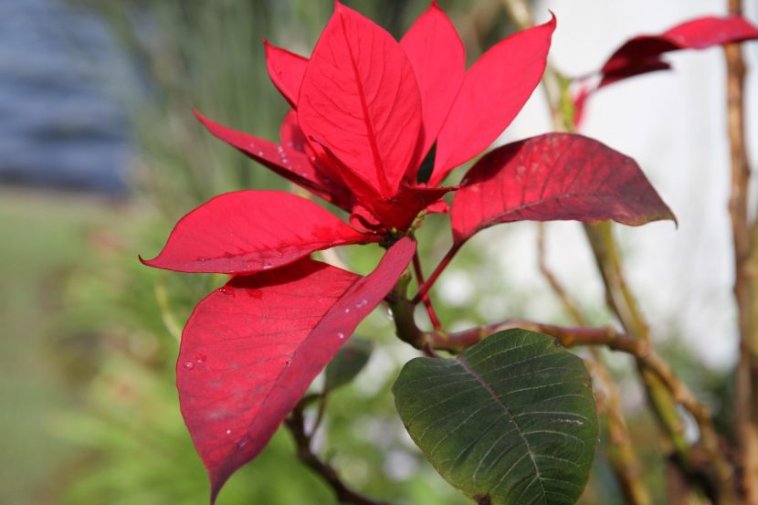 Flor de Pascua con las brácteas rojas plenamente coloreadas