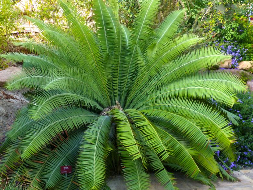 Plantas de sombra: los cinco tipos de sombra del jardín