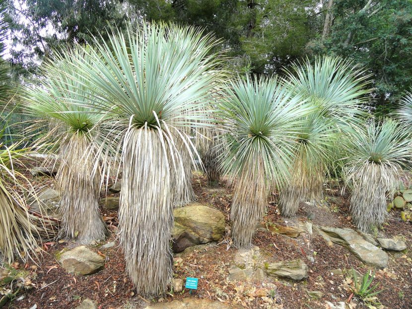Yucca rostrata, con su tronco y su roseta de hojas azuladas