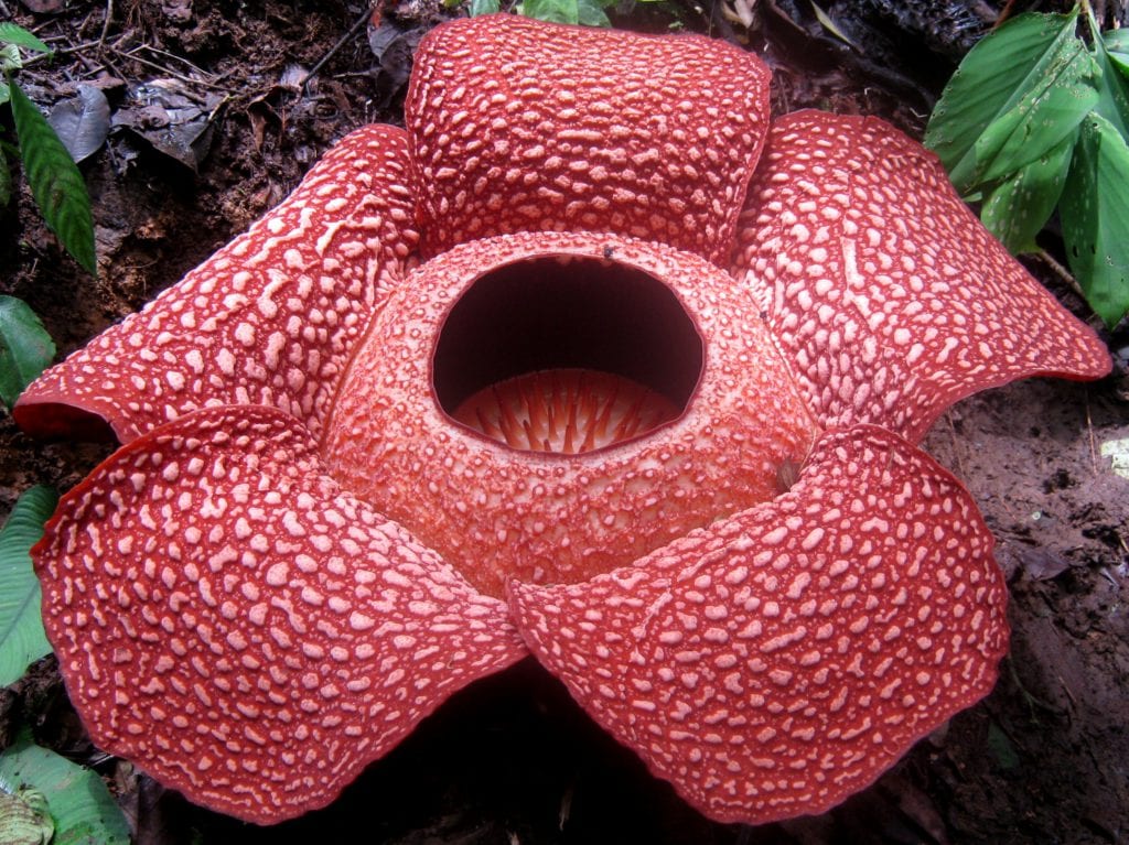 Plantas exóticas: qué significa exótico y por qué importa