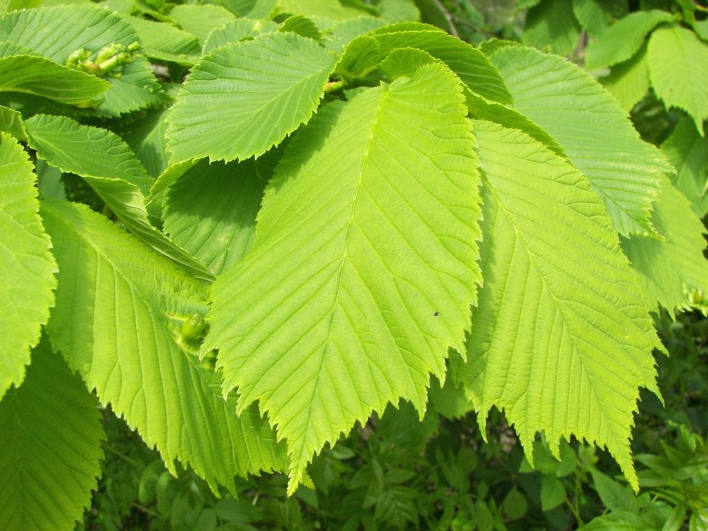 Plantas de exterior resistentes: resistentes ¿a qué?