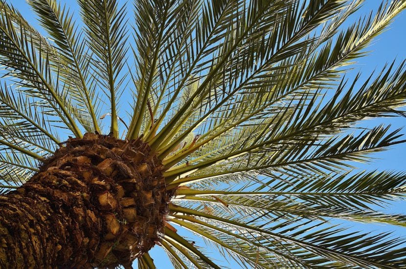 Palmera datilera, tolerante a la sal, la sequía y el viento