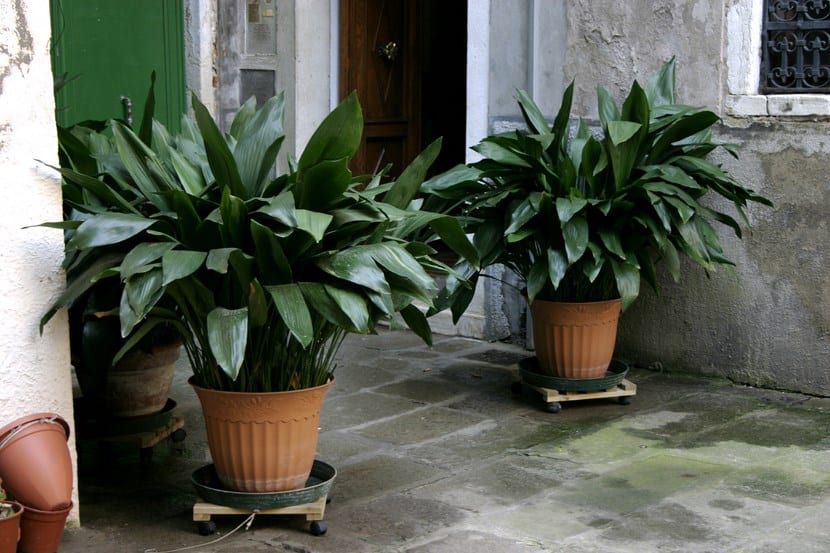 Aspidistra elatior con hojas lanceoladas verde oscuro