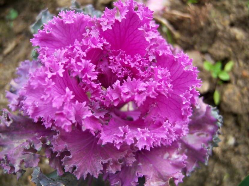 Col ornamental de centro rosado en el jardín