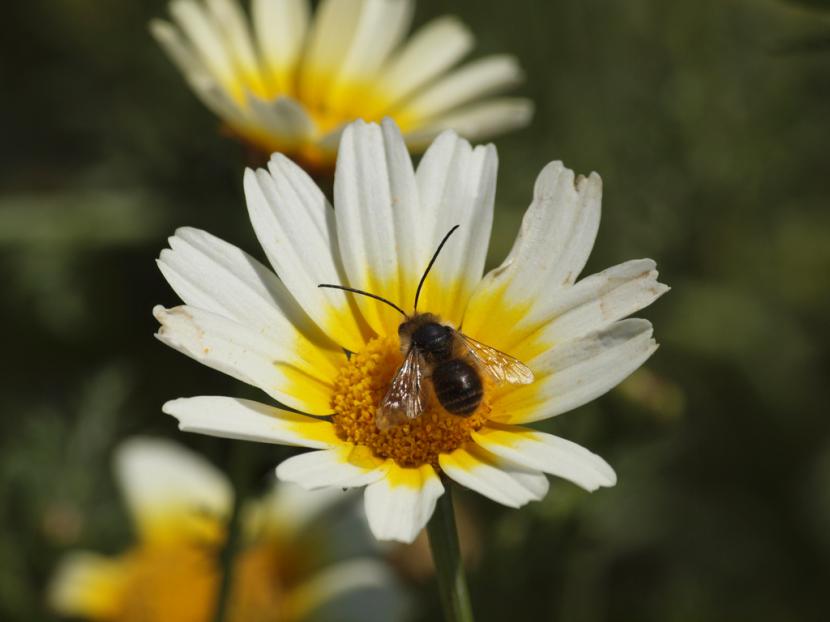 Abeja libando en una flor