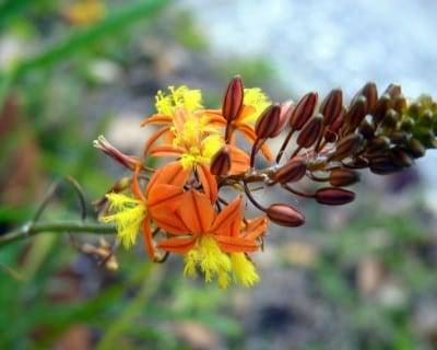 Flor anaranjada de Bulbine frutescens con estambres barbados