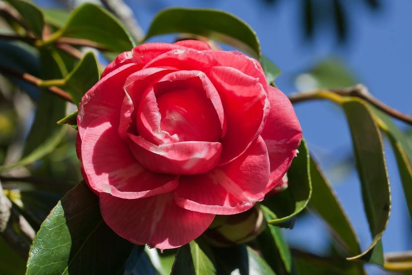 Camelia en flor, planta característica del clima oceánico