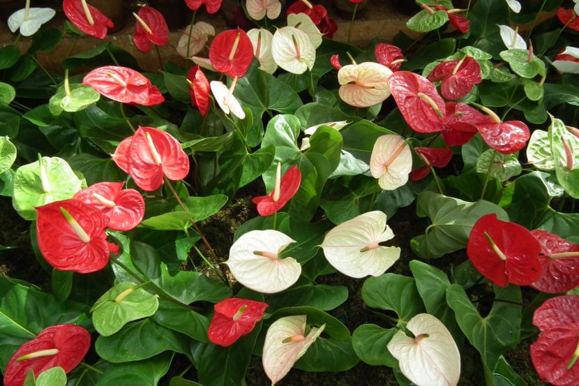 Anthurium de espata roja en maceta pequeña