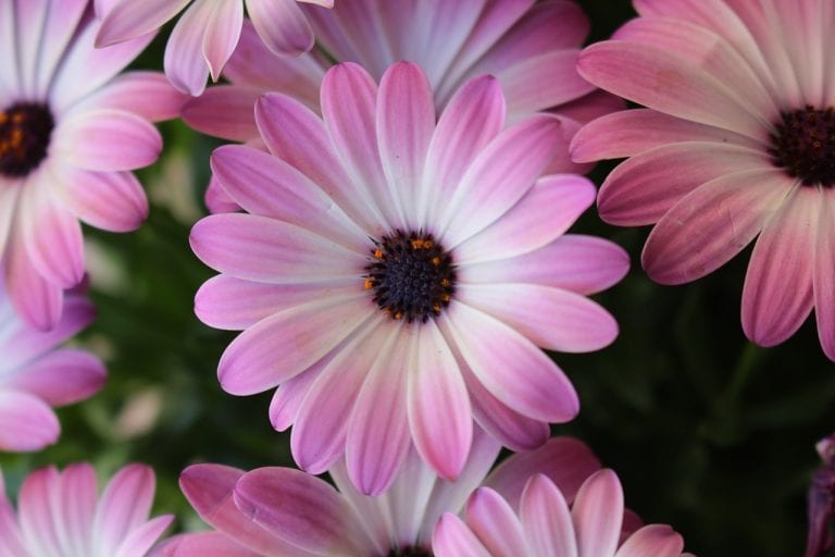 Dimorfotecas en flor a pleno sol