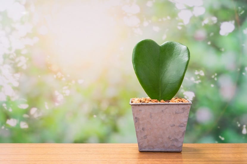 Hoya kerrii de hoja carnosa en forma de corazón